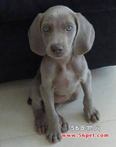 宠物狗生活习性必备基础