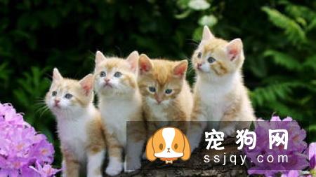猫咪感染寄生虫应该如何治疗