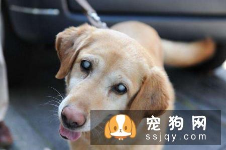 狗狗白内障有什么症状，应该怎么预防