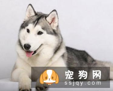 你的错误行为，决定了狗狗的坏习惯