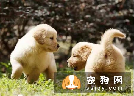 家有宠物必知：中暑征兆及预防方法
