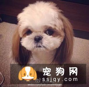 巴辛吉犬好养吗|性格特征_怎么饲养？