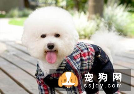 狗狗肠道消化功能出现问题,狗狗有种“备受瞩目的感觉”