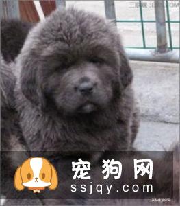 藏獒掉毛的原因及护理常识