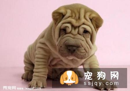 中国各地沙皮犬价格大全,纯种沙皮狗多少钱一只