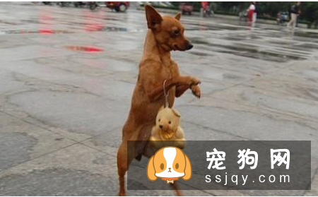 狗狗长时间站立,会给狗狗造成难以挽回的伤害