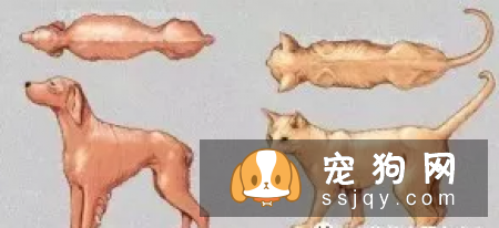 如何判断宠物是否标准?