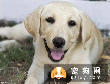 狗狗的记忆力有多长？