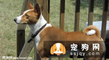 巴辛吉犬好养吗|性格特征_怎么饲养？
