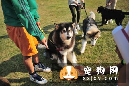 如何训练狗狗拒绝陌生人投食