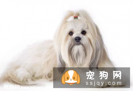 拉萨犬和西施犬如何辨别？