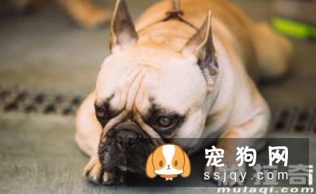 狗狗最容易患上哪些传染病？
