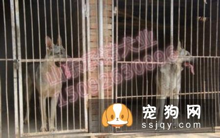 狼青犬的形态特征及训练方法|图片|多少钱一只