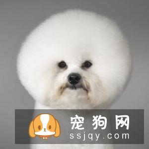 狗狗为什么会“呜呜”叫？狗狗呜呜叫有哪些原因？