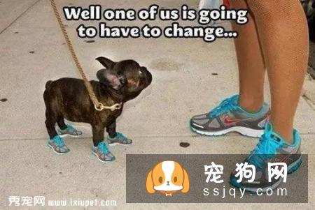 狗狗到底该不该穿鞋？