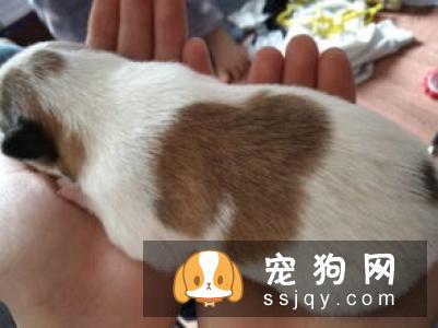 狗狗能喝牛奶吗，狗狗喝牛奶好不好？