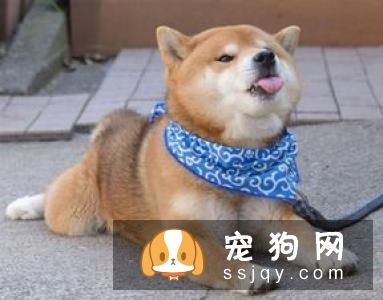 10款养狗需要准备的基础装备