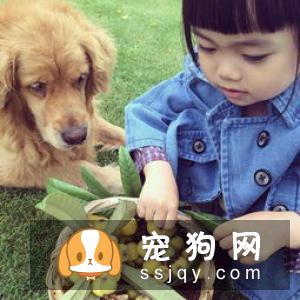 如何训练狗狗等待