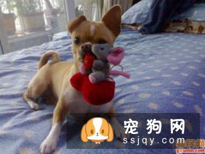 被狗抓伤咬破，第一时间应该怎么处理