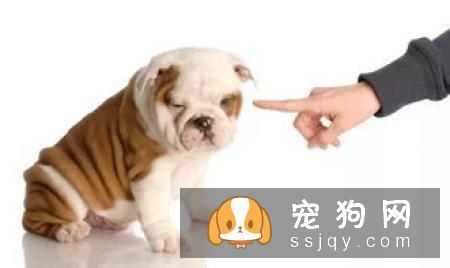 狗狗肠道消化功能出现问题,狗狗有种“备受瞩目的感觉”