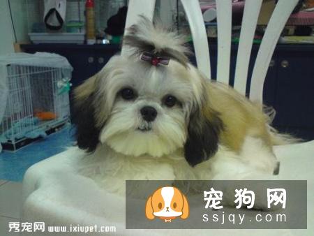 2017西施犬多少钱，2017西施犬报价