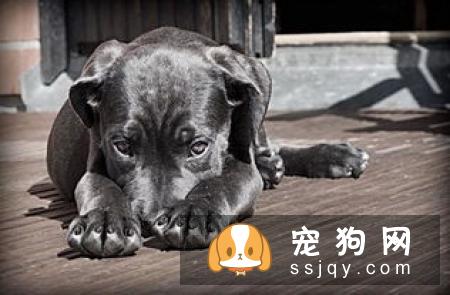 狗狗体内驱虫