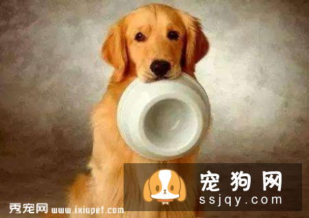 狗狗为什么突然胃口不好，应该给它吃什么？
