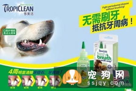 狗狗口臭用什么最管用 99%的铲屎官都不知道的事
