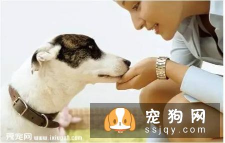 狗狗护食行为太可怕，几招轻松改掉！