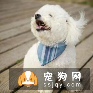 主人认为的让宠物更美丽,实则跟虐待有什么两样?
