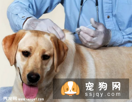 宠物过多的接种疫苗对它的身体健康有影响！