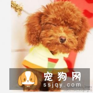 茶杯犬真的能放进杯子里吗？