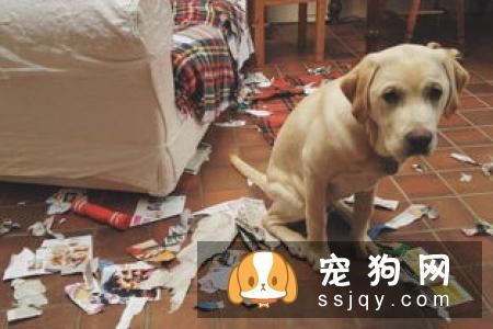 狗狗对主人牙都有哪些原因?