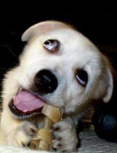 宠物为什么那么挑食?了解这些找到根源