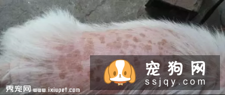 狗狗有哪些常见皮肤病 应该如何预防治疗