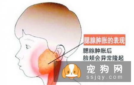 狗患了PTSD有什么症状，应该怎么治疗