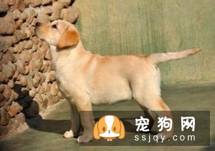 狗狗便便臭是怎么回事 狗狗便便臭的4种原因与建议