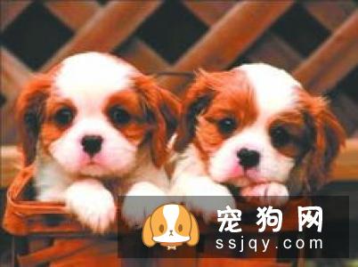 狗狗脑震荡的症状，如何治疗及预防！