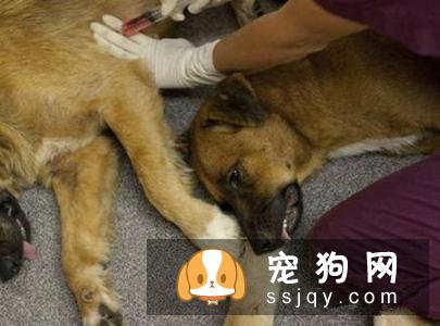 药物安乐死技术方法有哪些