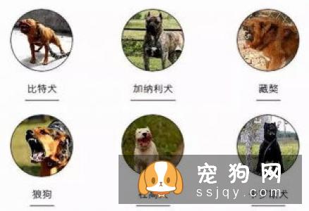 酷暑，如何防范狗狗中暑？