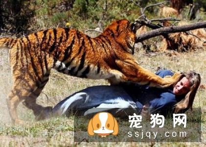 英国雪达蹲猎犬的外形特征及饲养方法_训练|图片