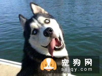 纯种哈士奇的标准身高体重