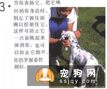 狗狗唤回训练应该怎么做