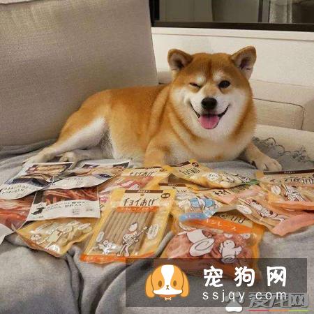 柴犬和秋田犬掉毛属于正常范围,不是特别厉害