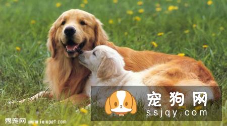 金毛犬不吃狗粮，吃剩饭菜可以吗？