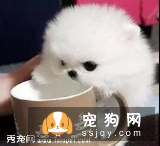 茶杯犬真的能放进杯子里吗？