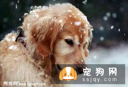 对狗狗的溺爱，有可能致它们死亡