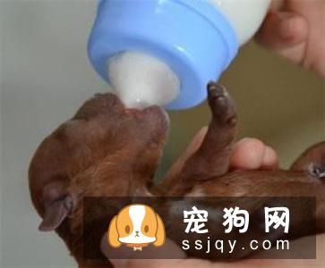 狗狗能喝牛奶吗，狗狗喝牛奶好不好？