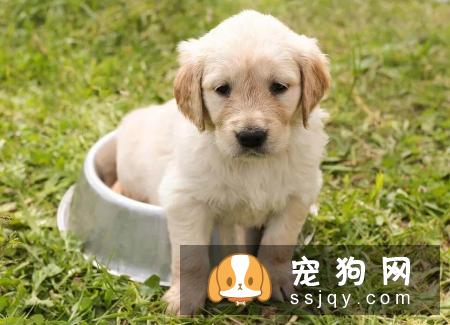 狗狗常见的过敏症状以及过敏源