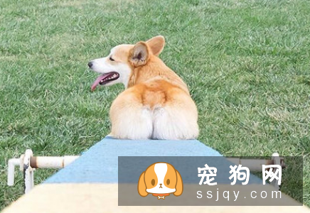 狗狗便便臭是怎么回事 狗狗便便臭的4种原因与建议